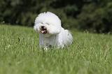 BICHON FRISE 457